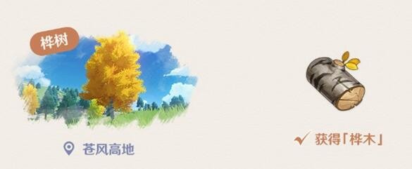 桦木