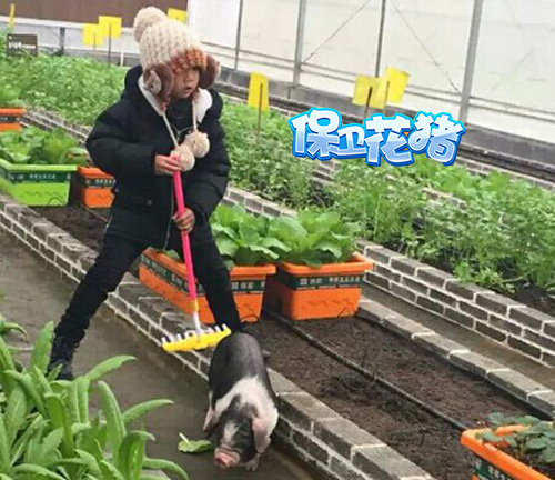 保卫花猪