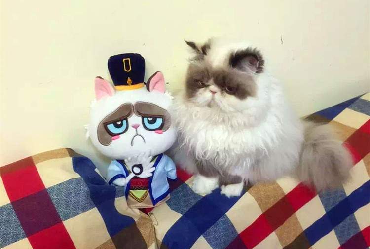 中国最贵猫：6000万代言《君临天下》手游