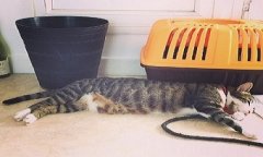 来《台球帝国》捕捉萌宠，猫扑伴你过一夏！