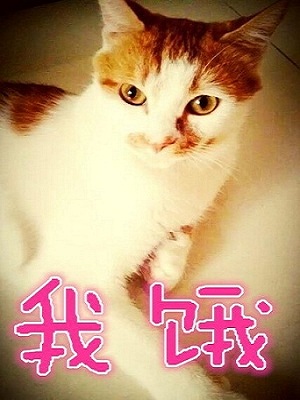 来《台球帝国》捕捉萌宠，猫扑伴你过一夏！