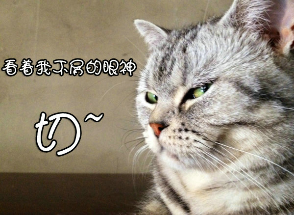  主喵公惨遭抢戏 《汤姆猫跑酷》新版本变革趣谈