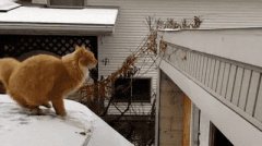  猫能跳2米高？我居然信了科学家的鬼话…… 